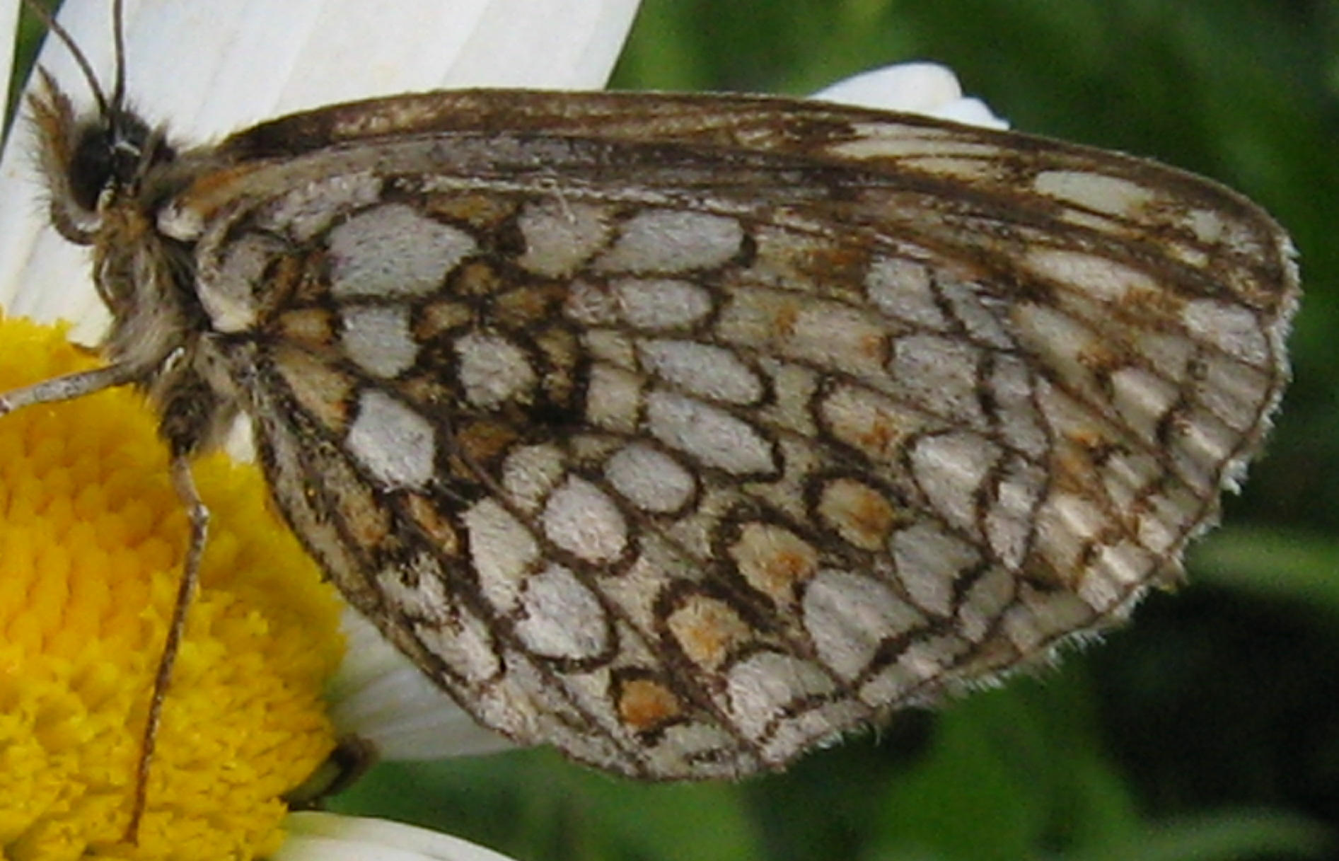 Melitaea sp.