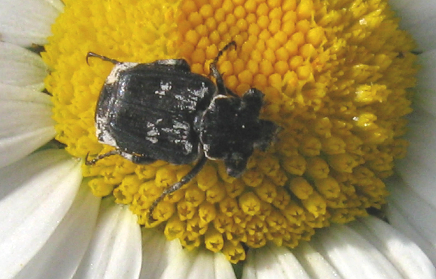 Valgus hemipterus (Cetoniidae)