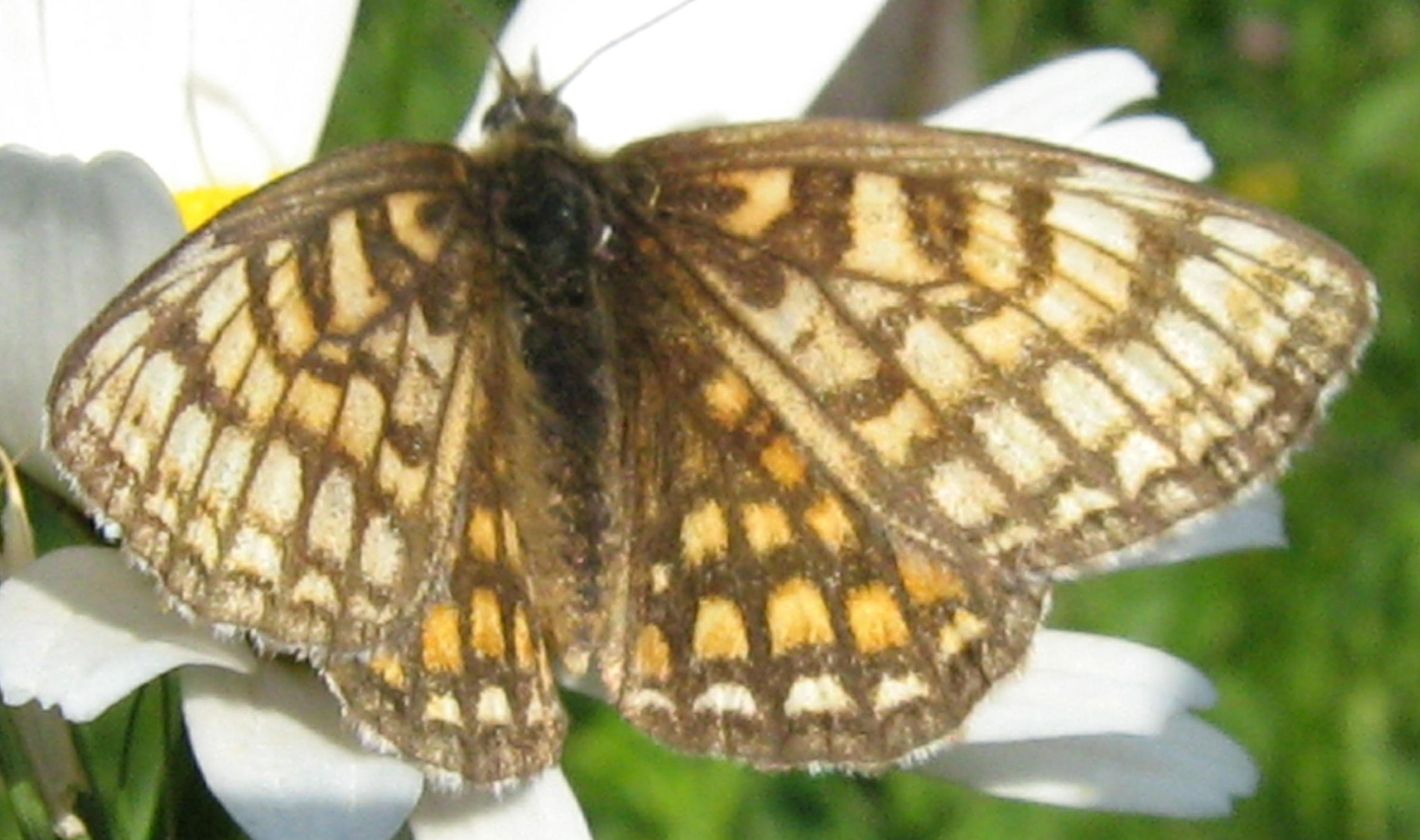 Melitaea sp.