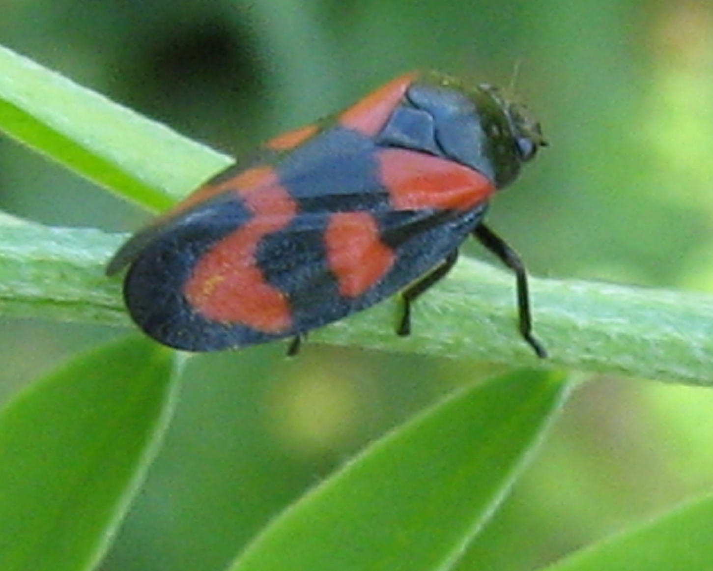 Cercopis vulnerata