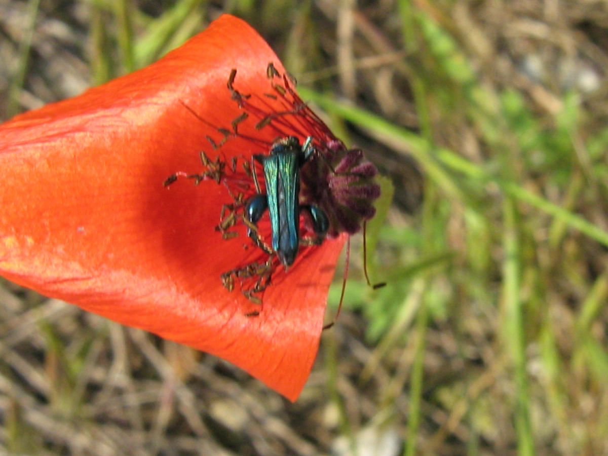 Oedemera nobilis (maschio) di Segrate