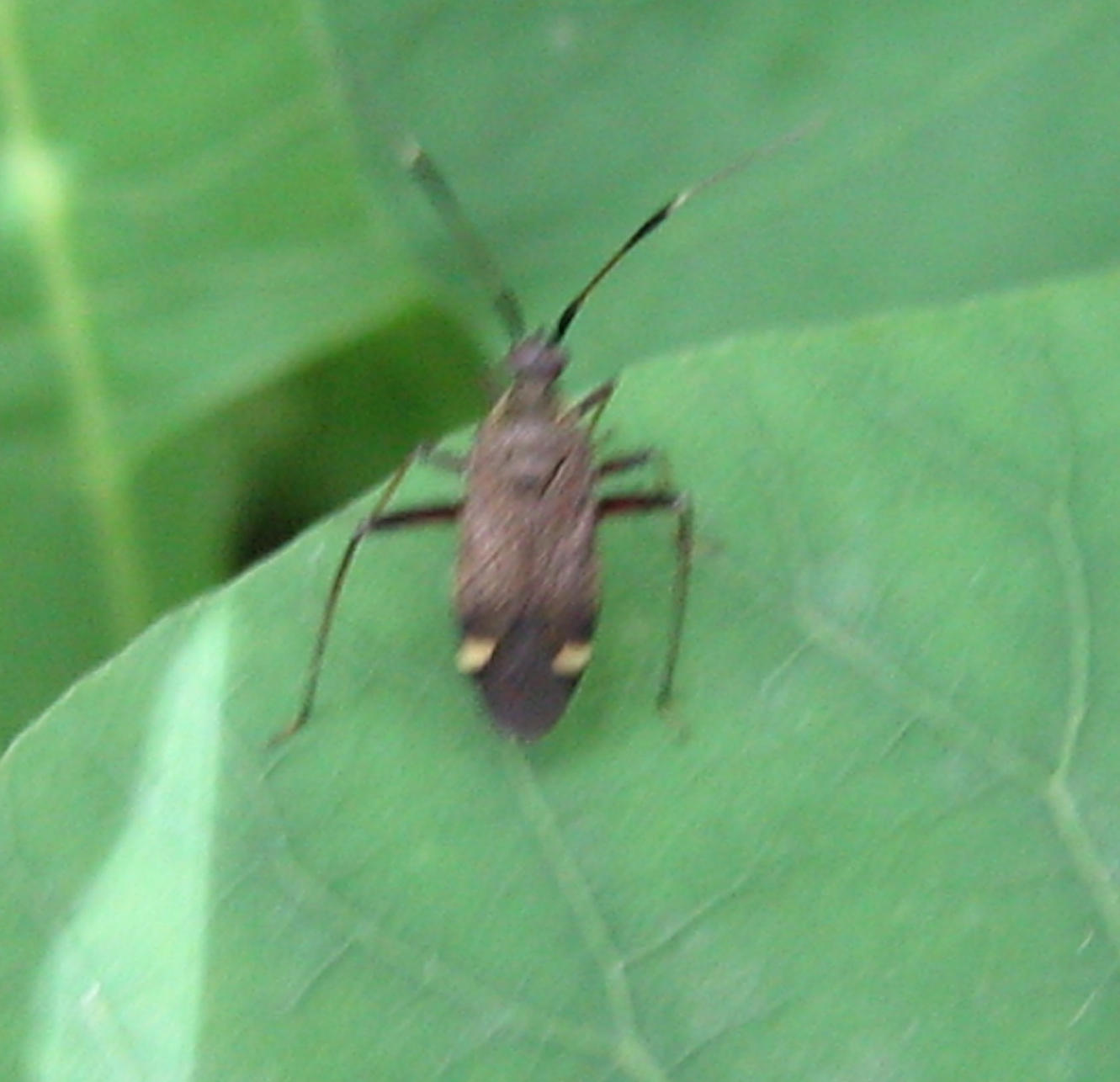 Miridae