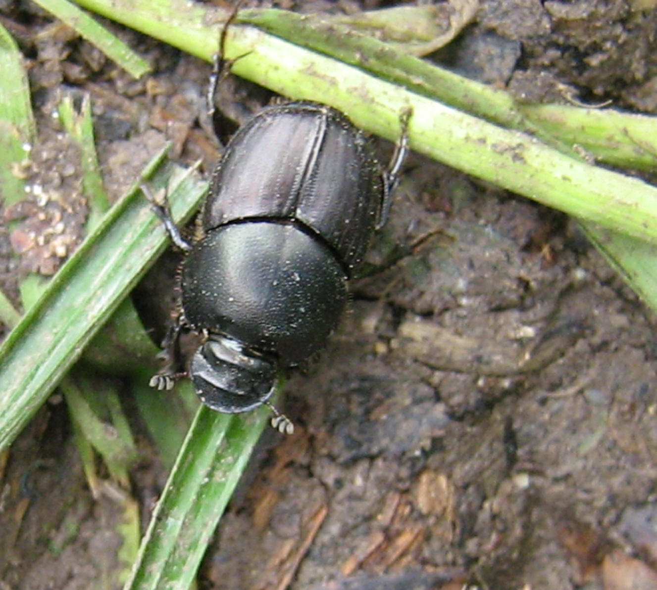 Onthophagus taurus vs. illyricus