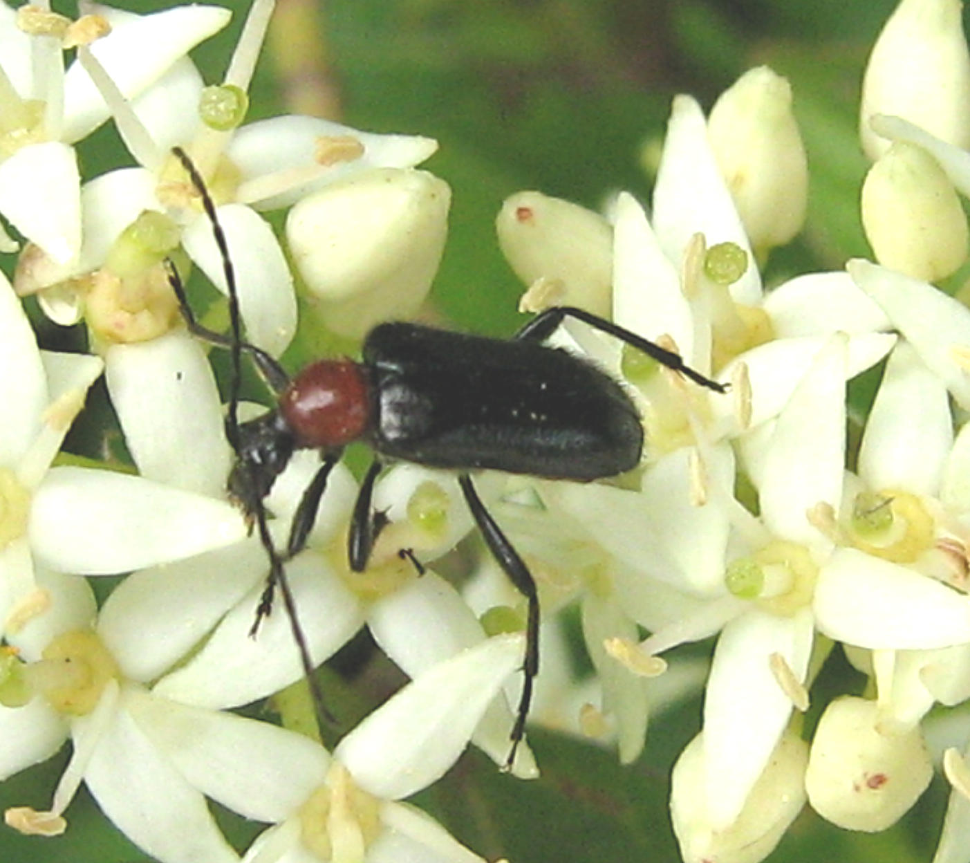 Dinoptera collaris (Cerambycidae)