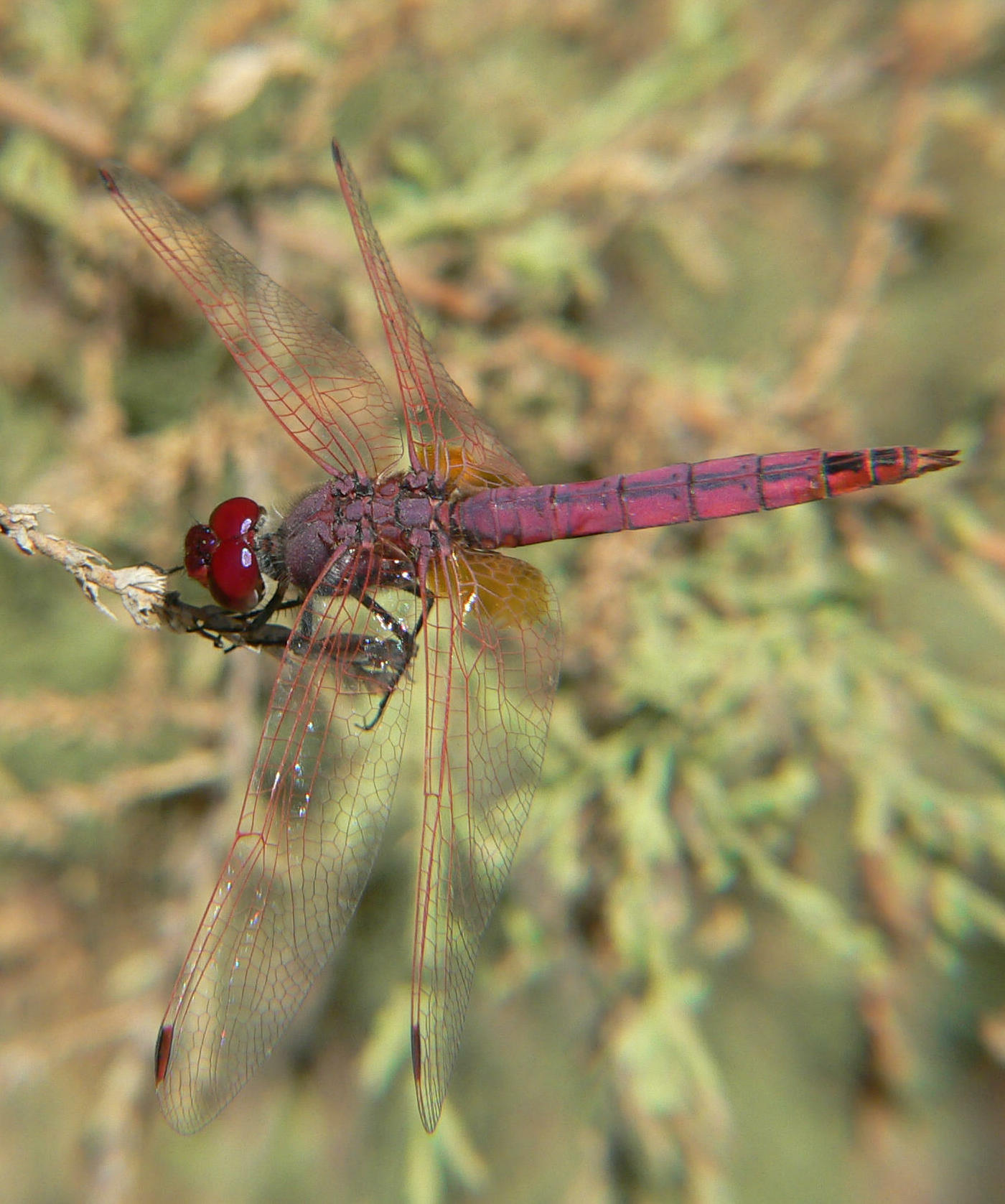 Trithemis annulata