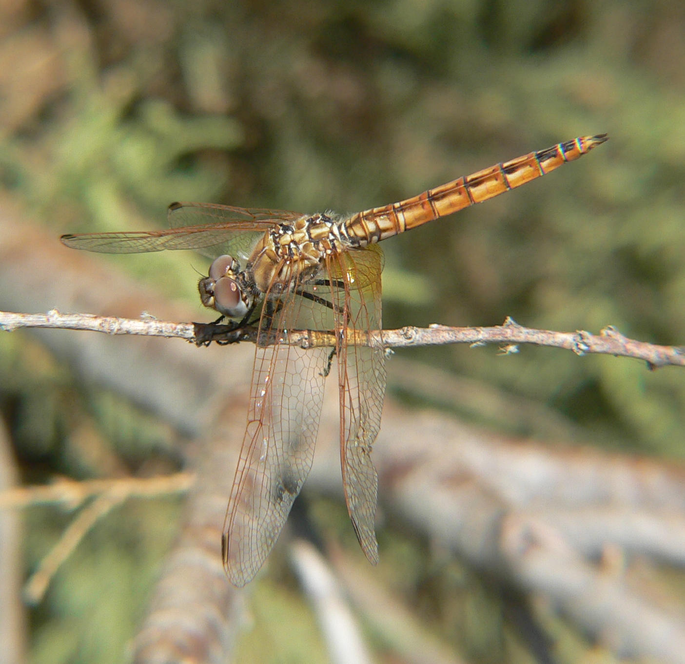 Trithemis annulata