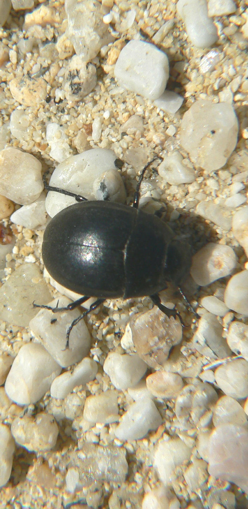 Erodius siculus dalmatinus