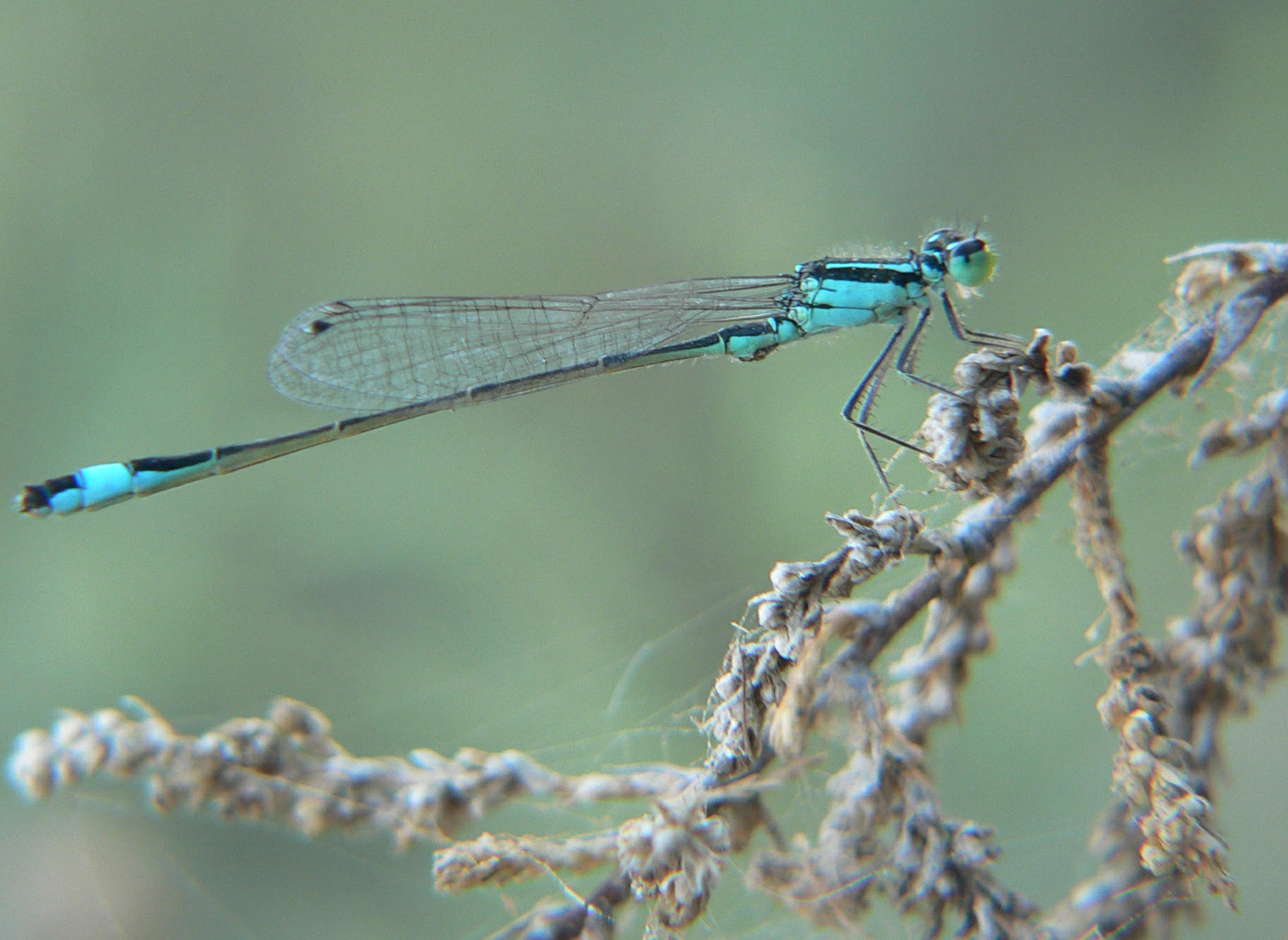 Ischnura greca ? - Ischnura elegans