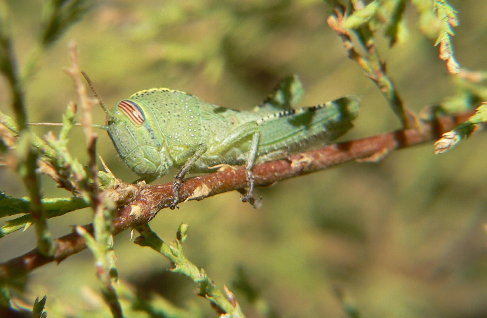 Ortoptero acrididae greco: Anacridium aegyptium