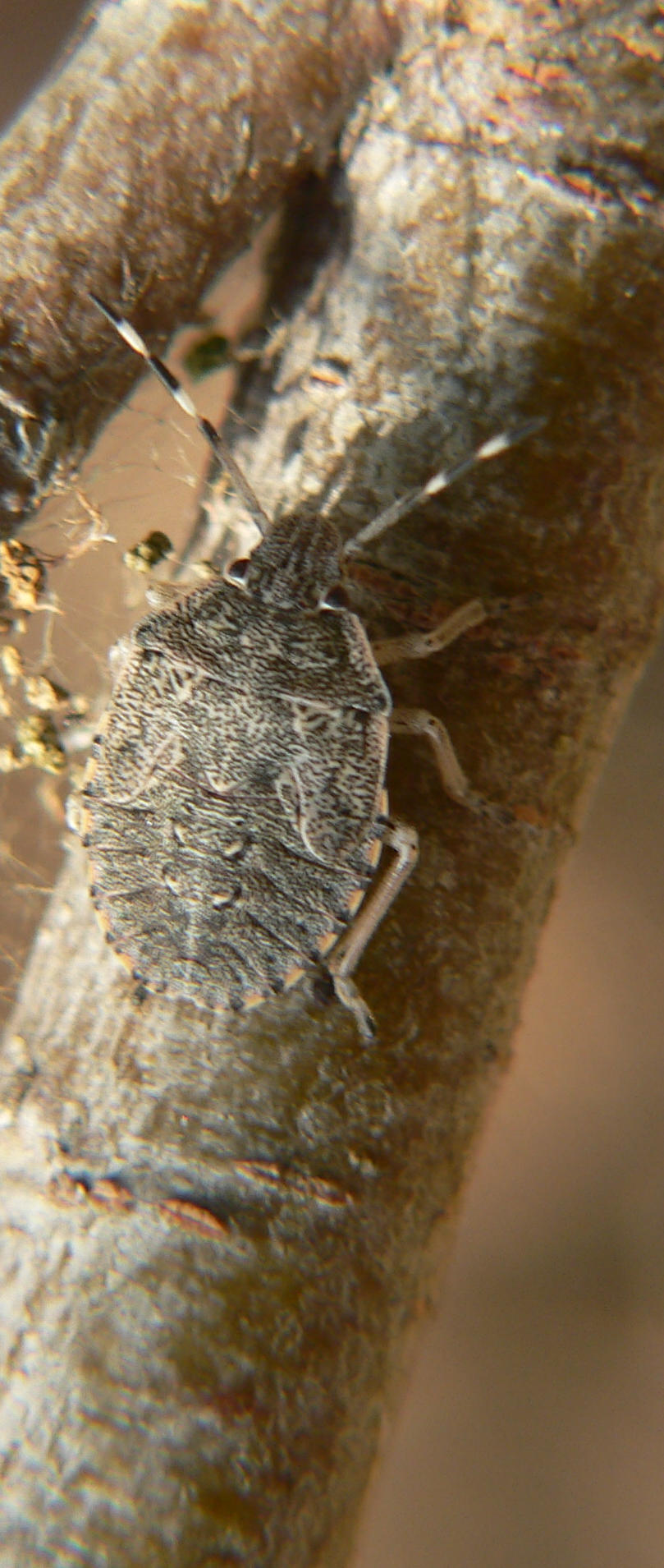 Neianide di Pentatomidae greca da identificare