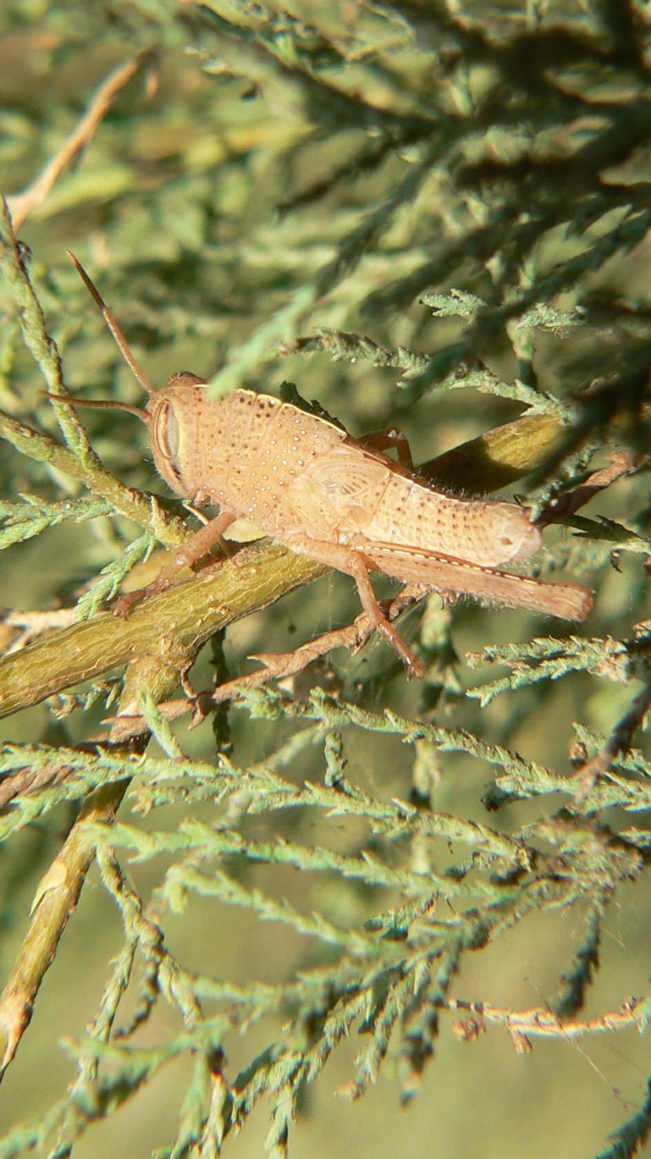 Ortoptero acrididae greco: Anacridium aegyptium