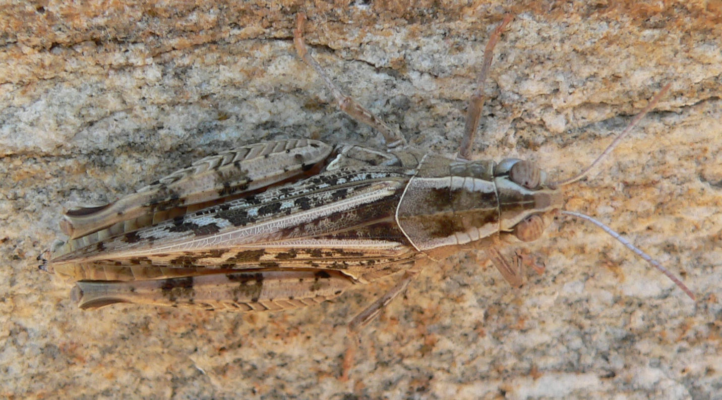 Cavalletta da identificare (1): Calliptamus sp.