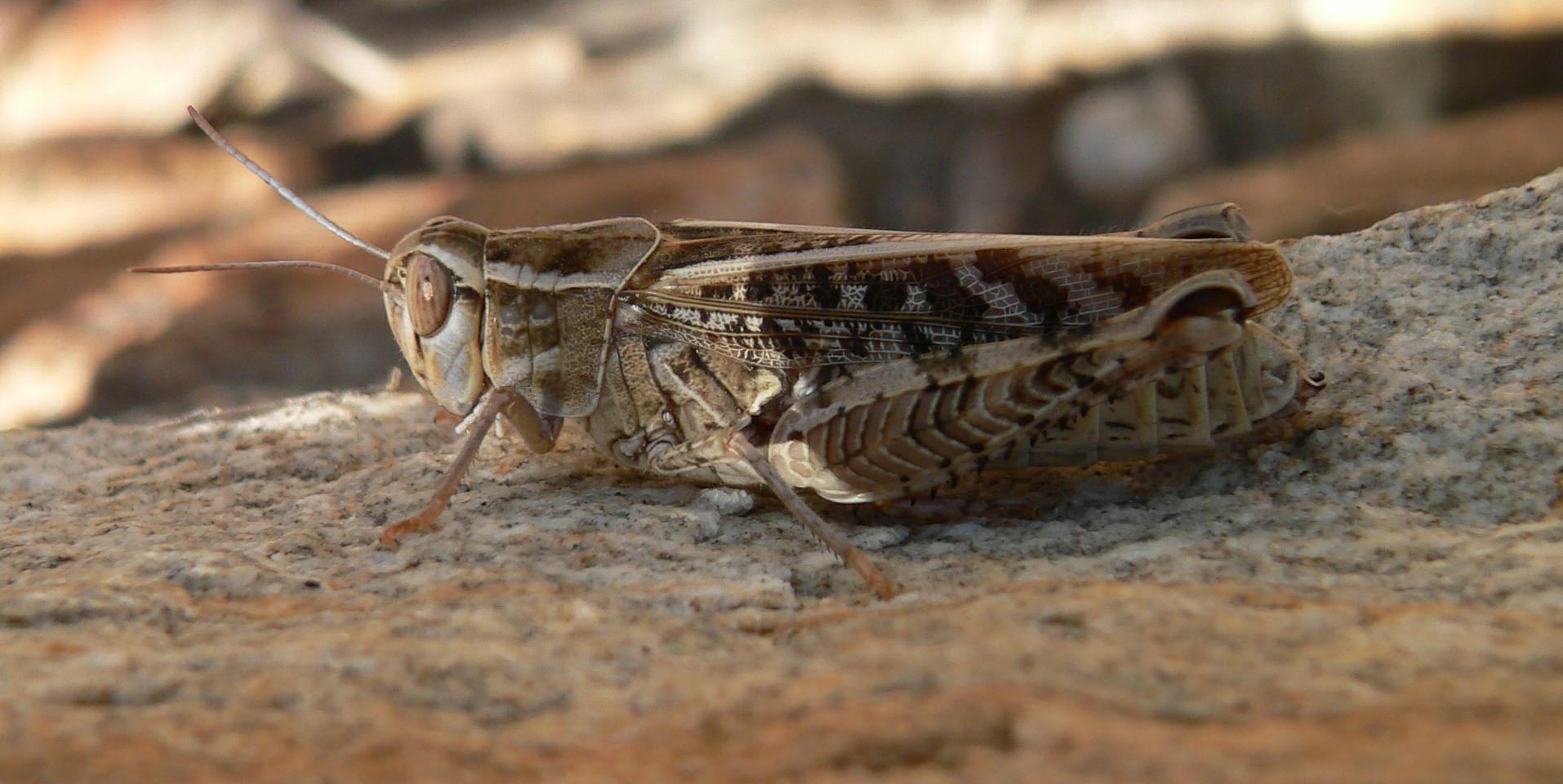 Cavalletta da identificare (1): Calliptamus sp.