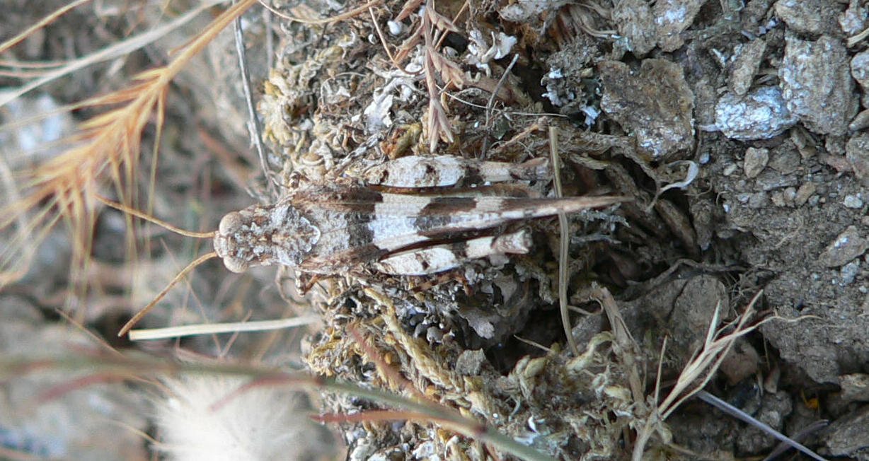 Cavalletta da identificare (2): Oedipoda sp.