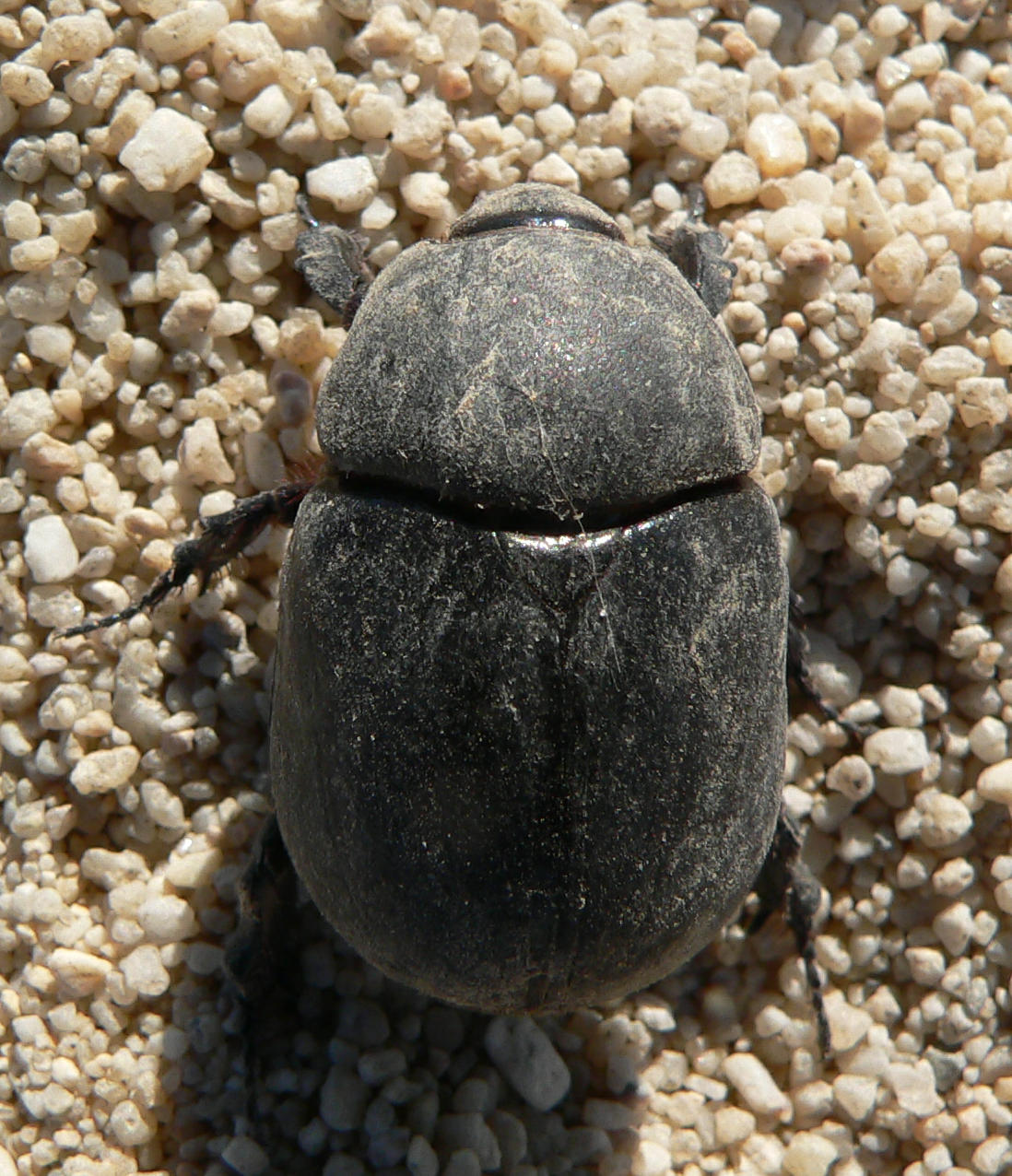 Vecchissimo Pentodon delle Cicladi