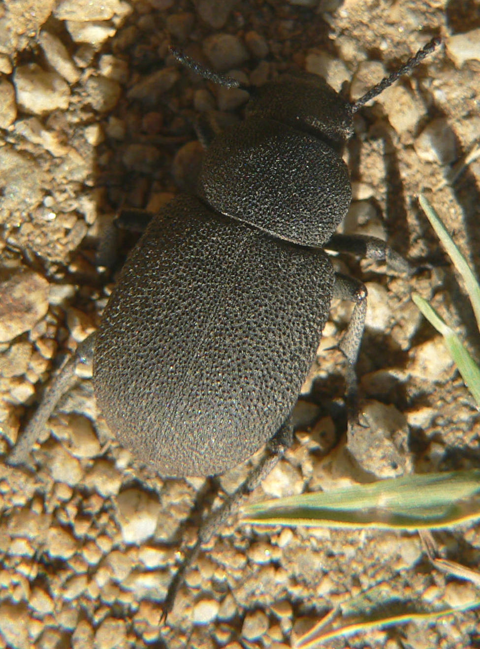 Graecopachys quadricollis delle Cicladi