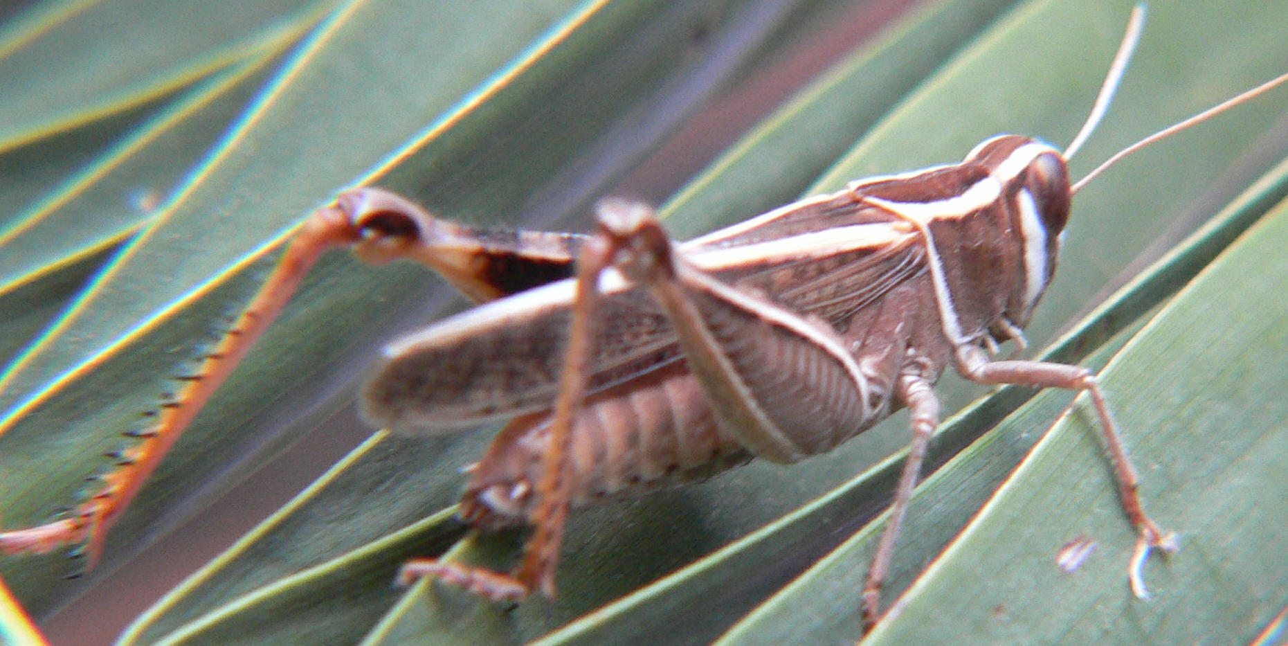 Cavalletta da identificare (3): Calliptamus sp.