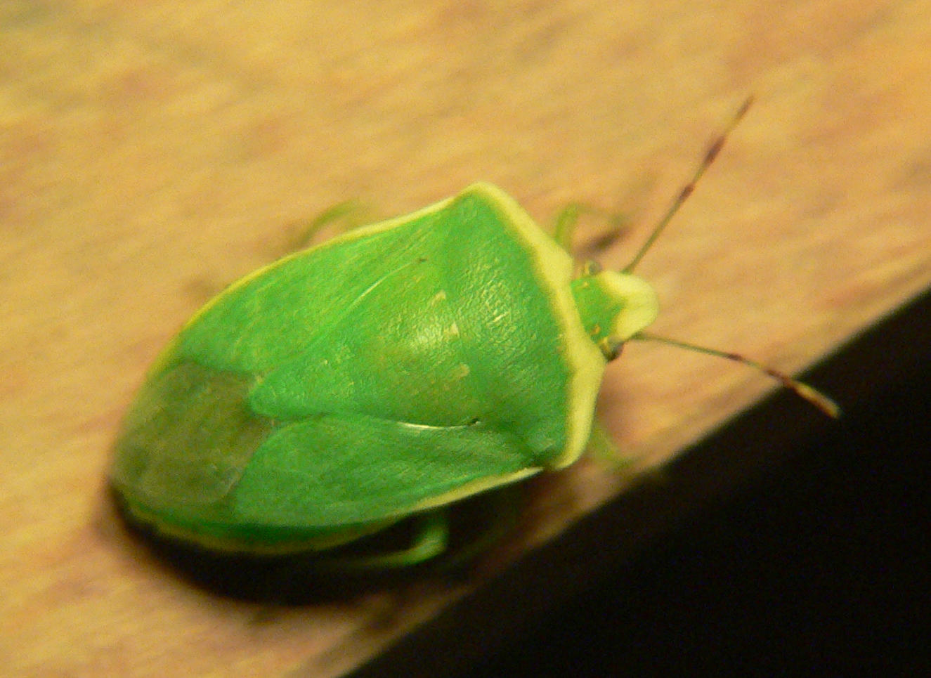 Nezara viridula f. torquata