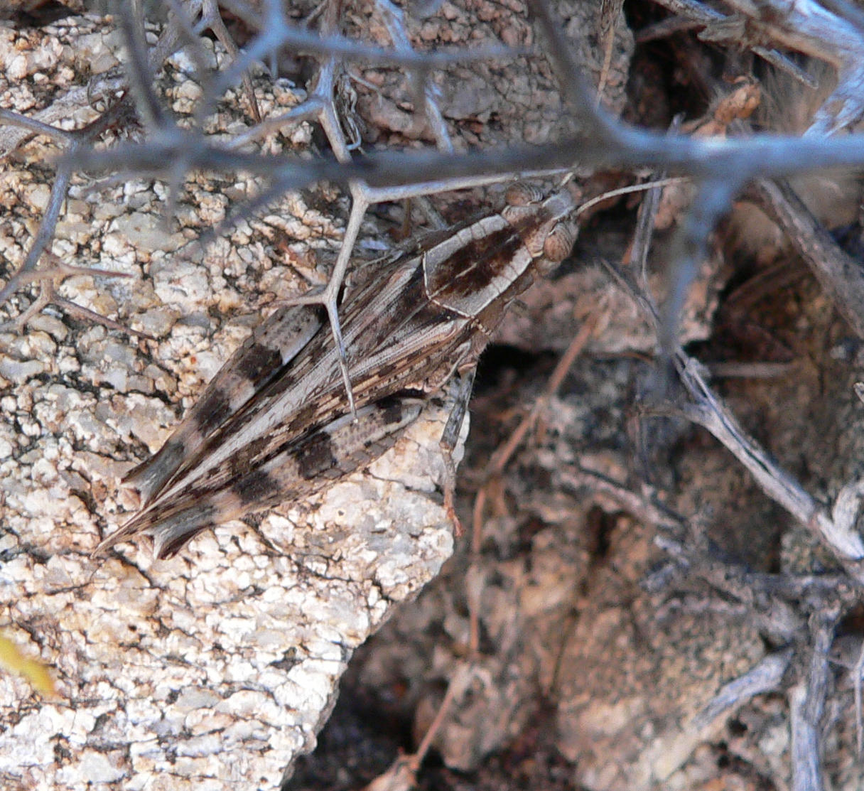 Cavalletta da identificare (4): Calliptamus sp.