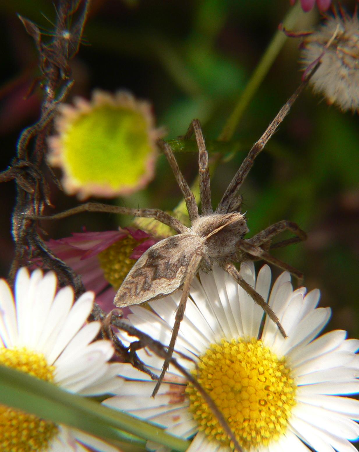 Pisaura mirabilis