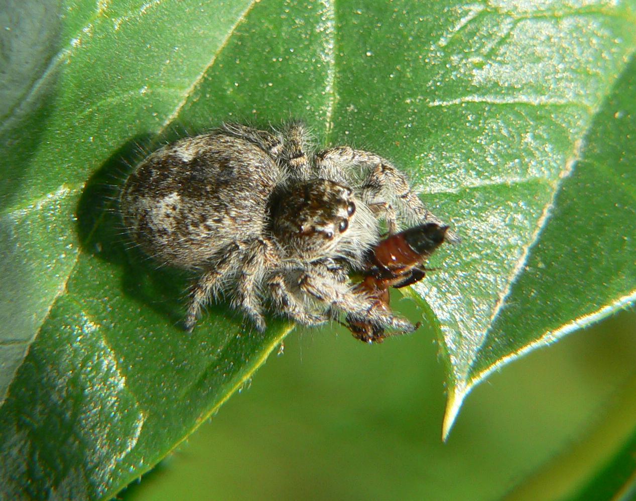 Phylaeus chrysops
