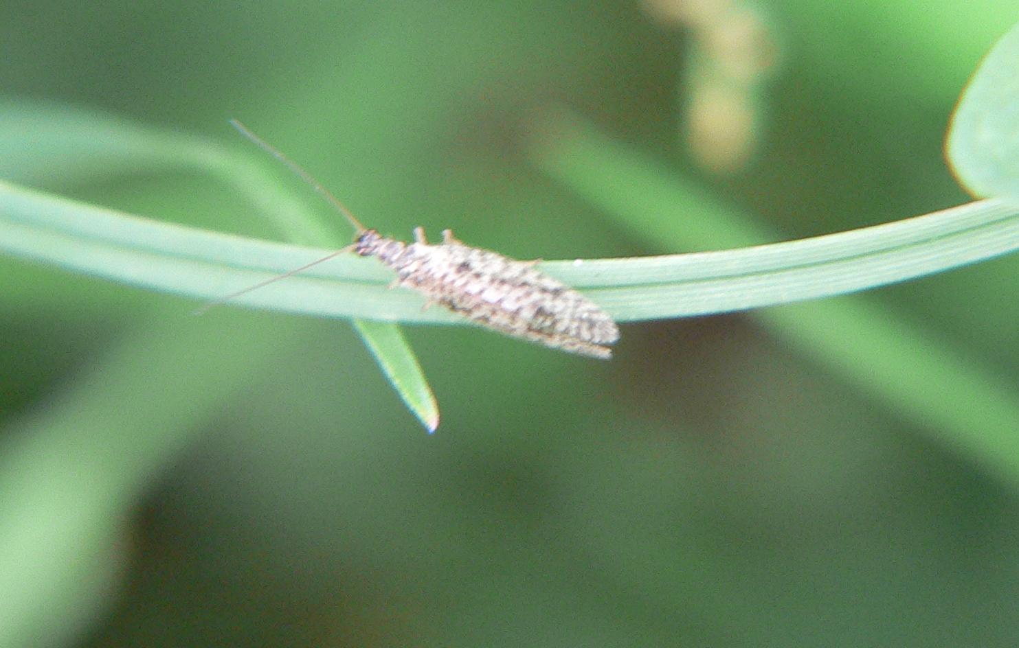 Micromus variegatus