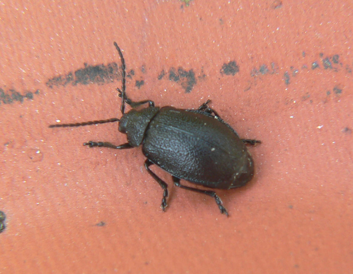 tre Coleoptera