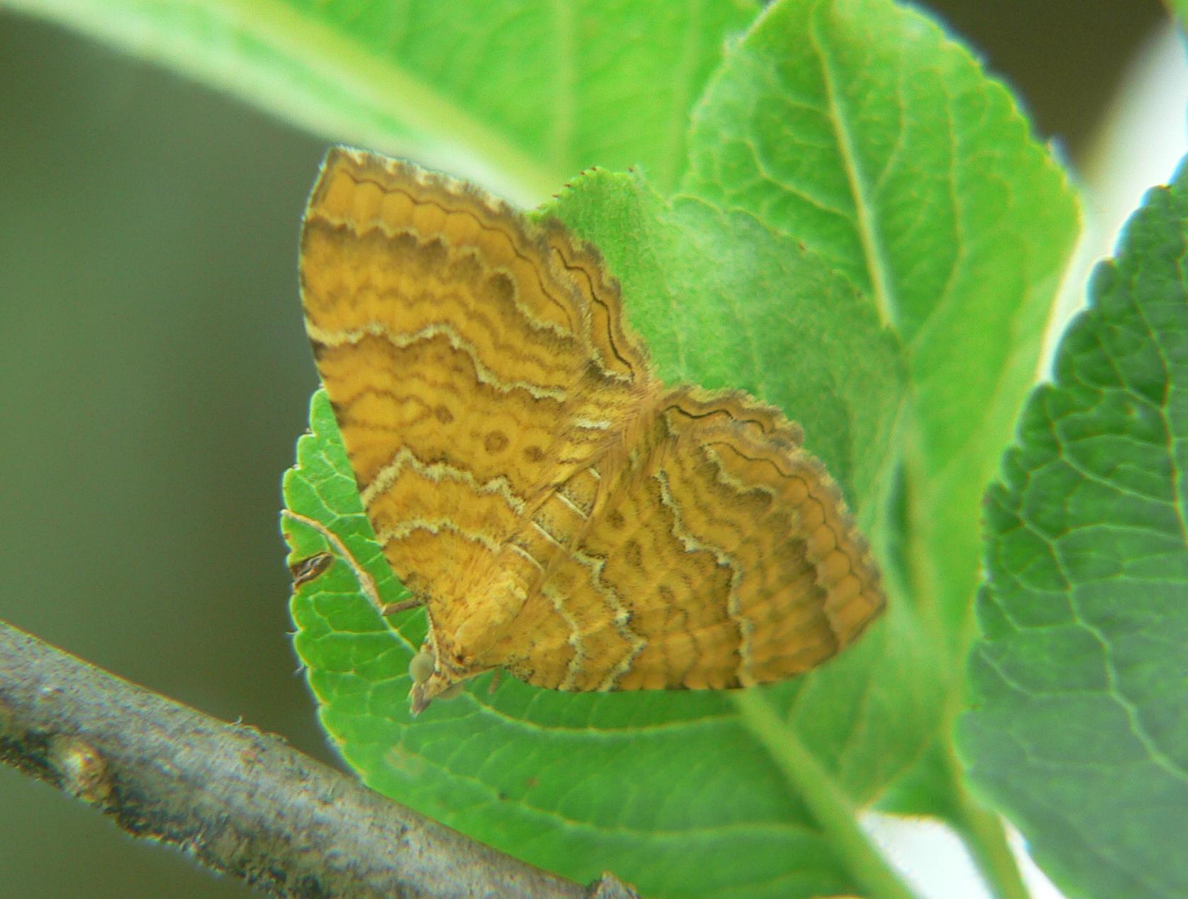 Camptogramma bilineata