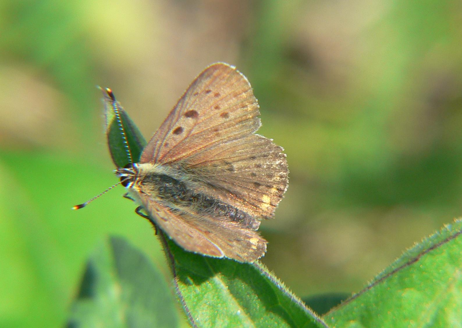 Lycaena tityrus