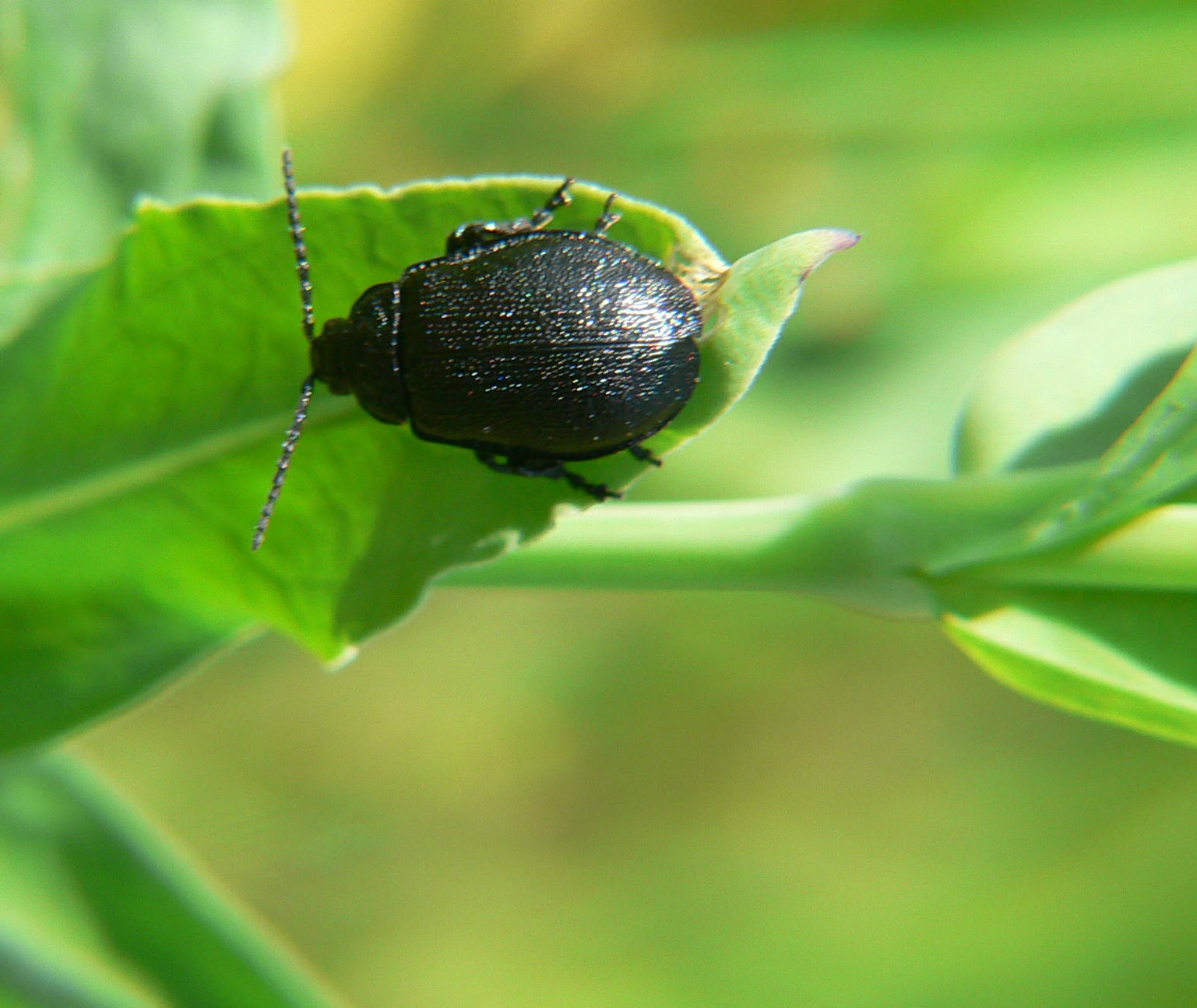 tre Coleoptera