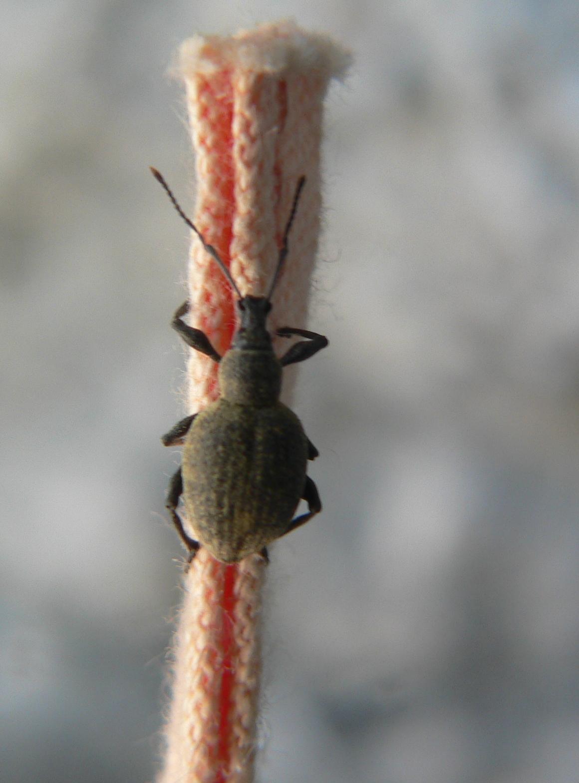 Otiorhynchus sp.