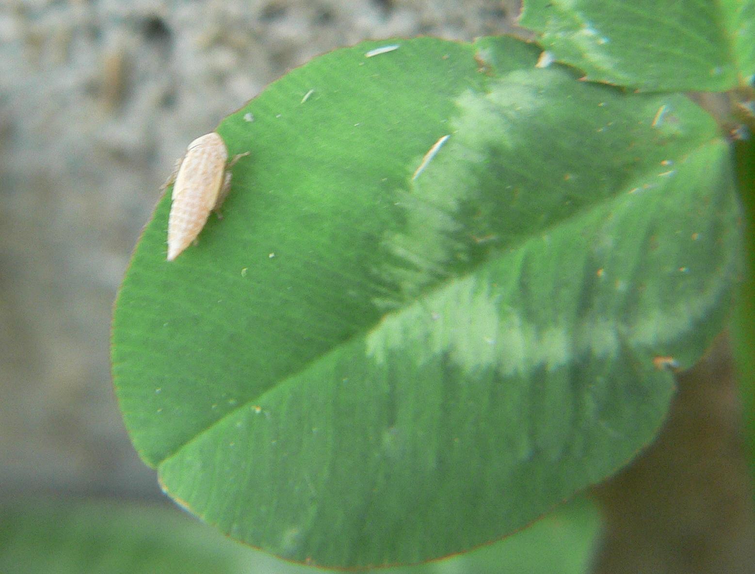 Ninfa di Cicadellidae