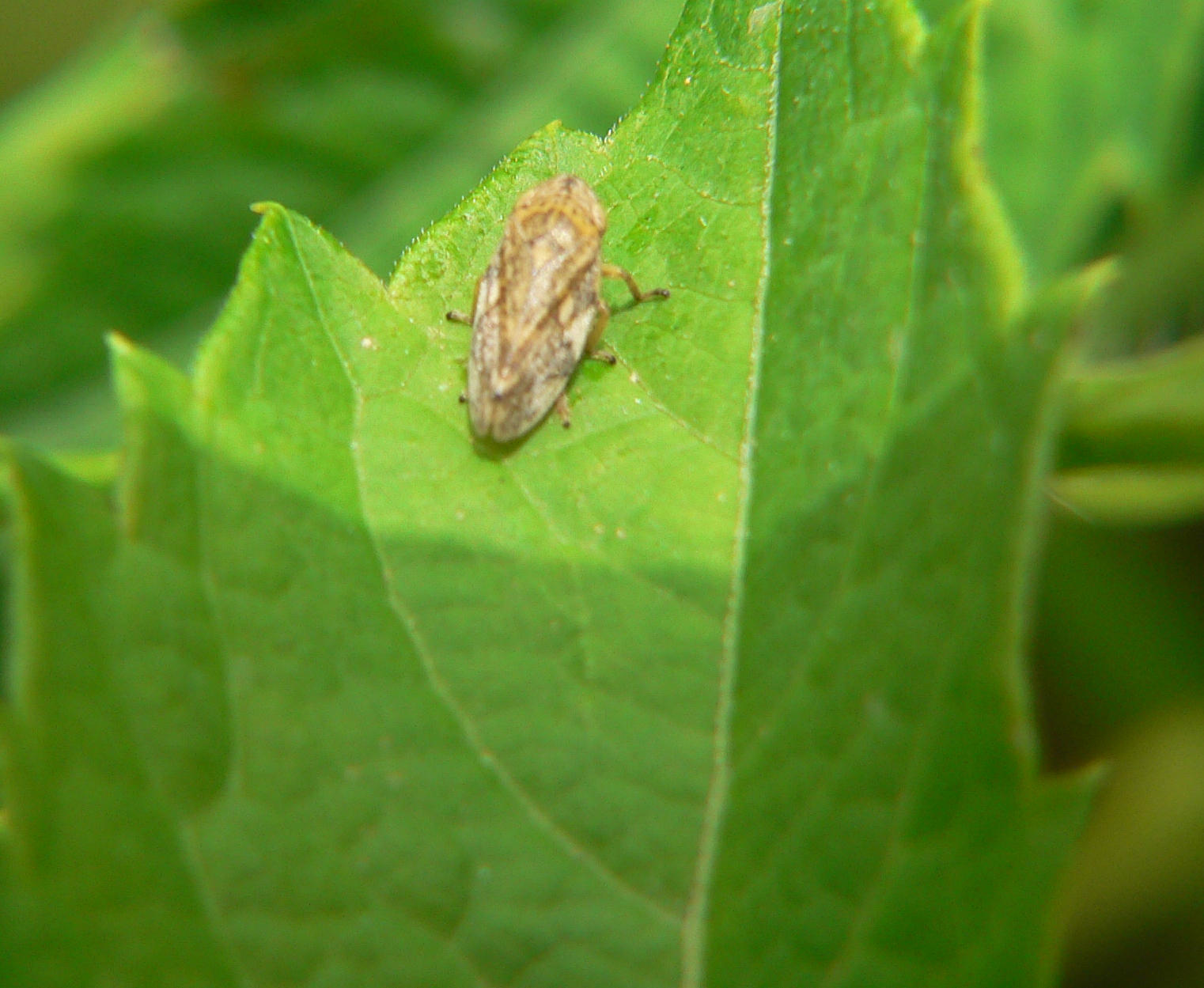 Philaenus spumarius