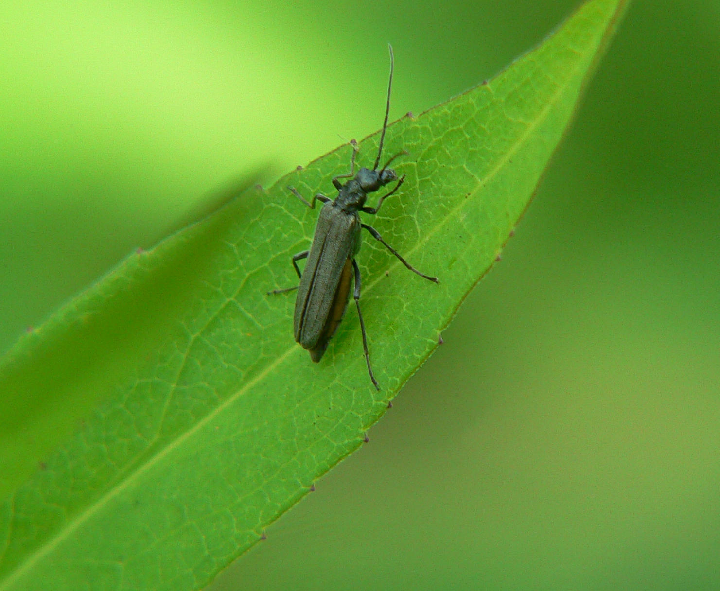 Oedemeridae - femmina di Oedemera gr. virescens