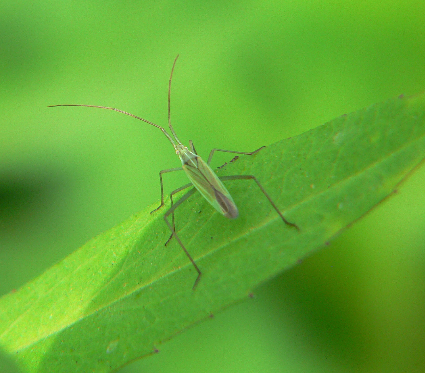Megaloceroea recticornis (Geoffroy 1785)