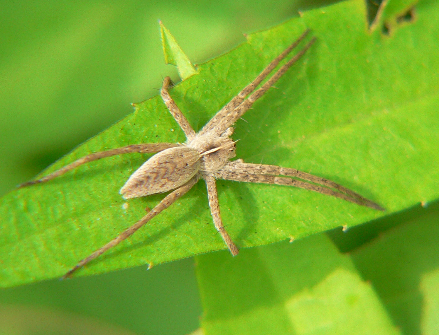Pisaura mirabilis