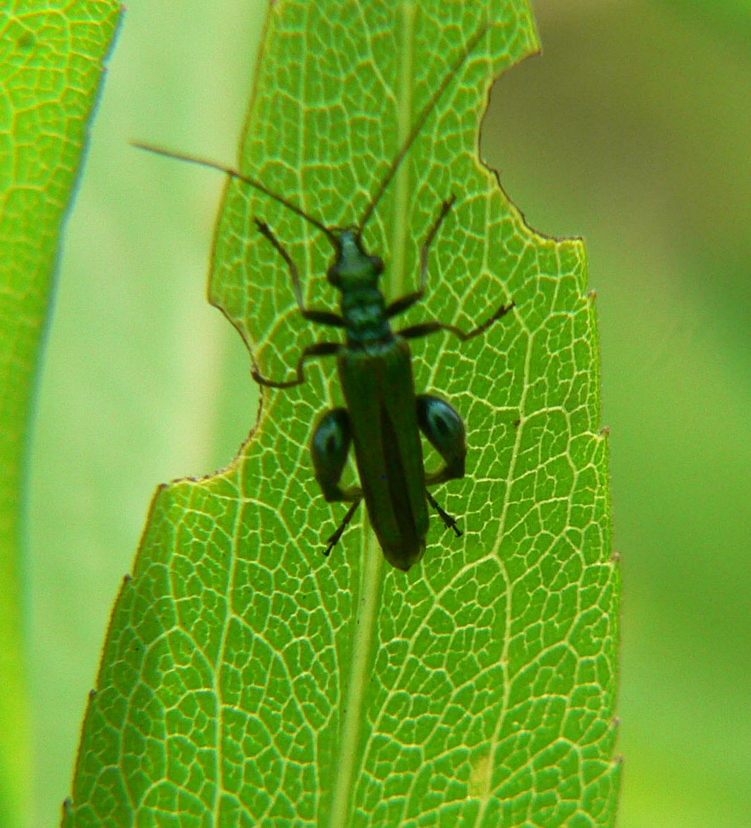 Oedemera nobilis a Segrate