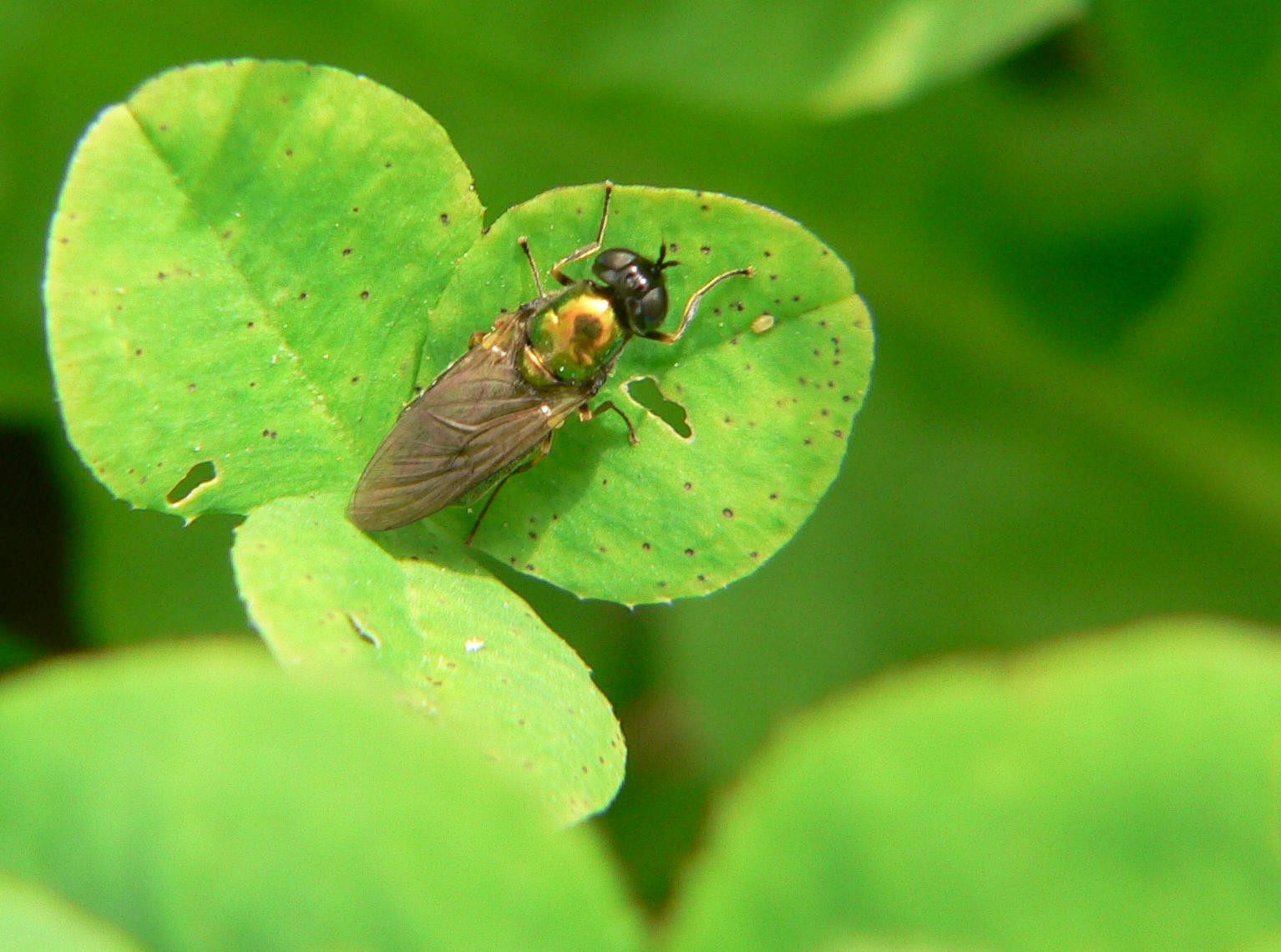 Diptera: Chloromyia formosa.