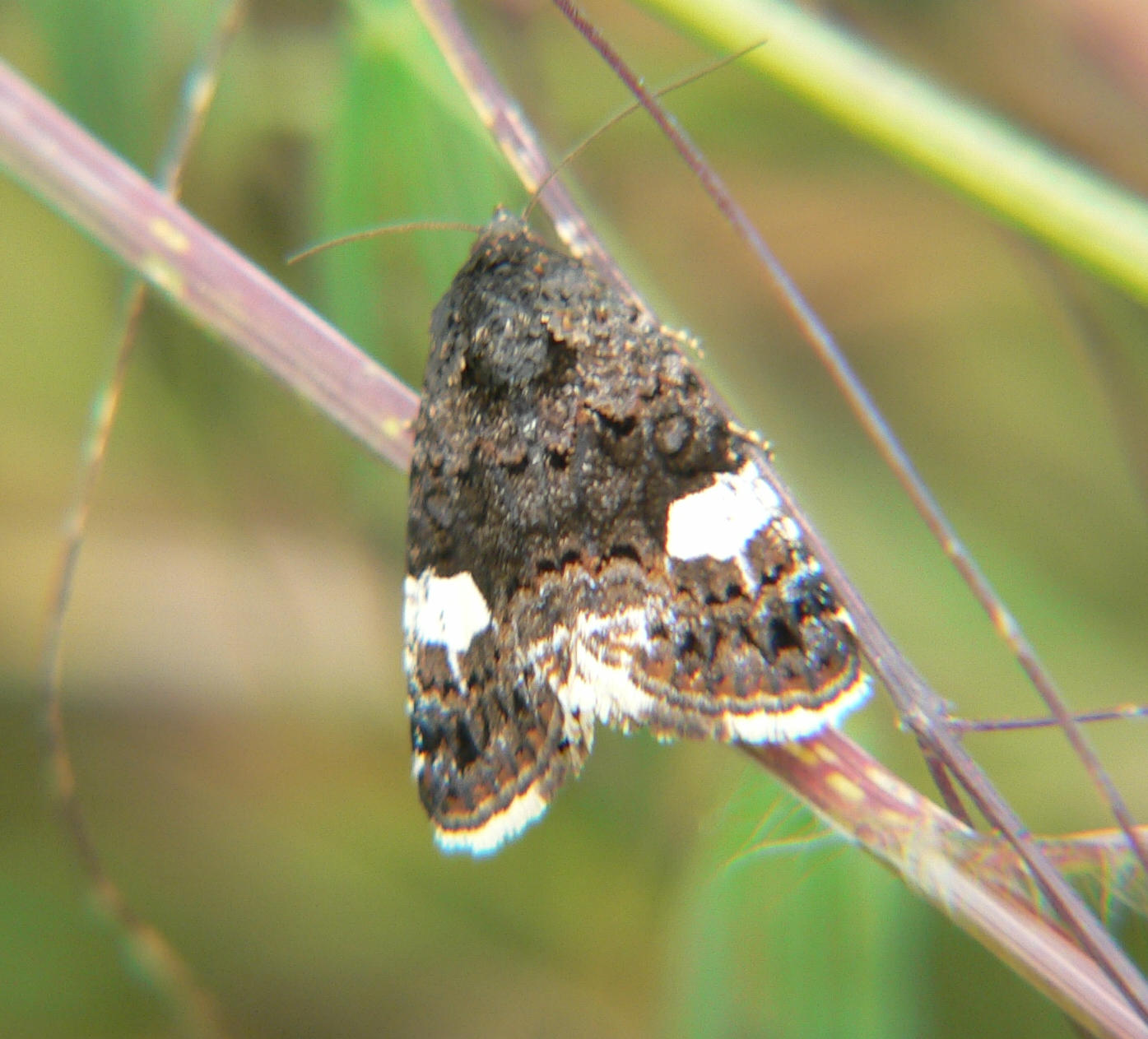 Tyta luctuosa