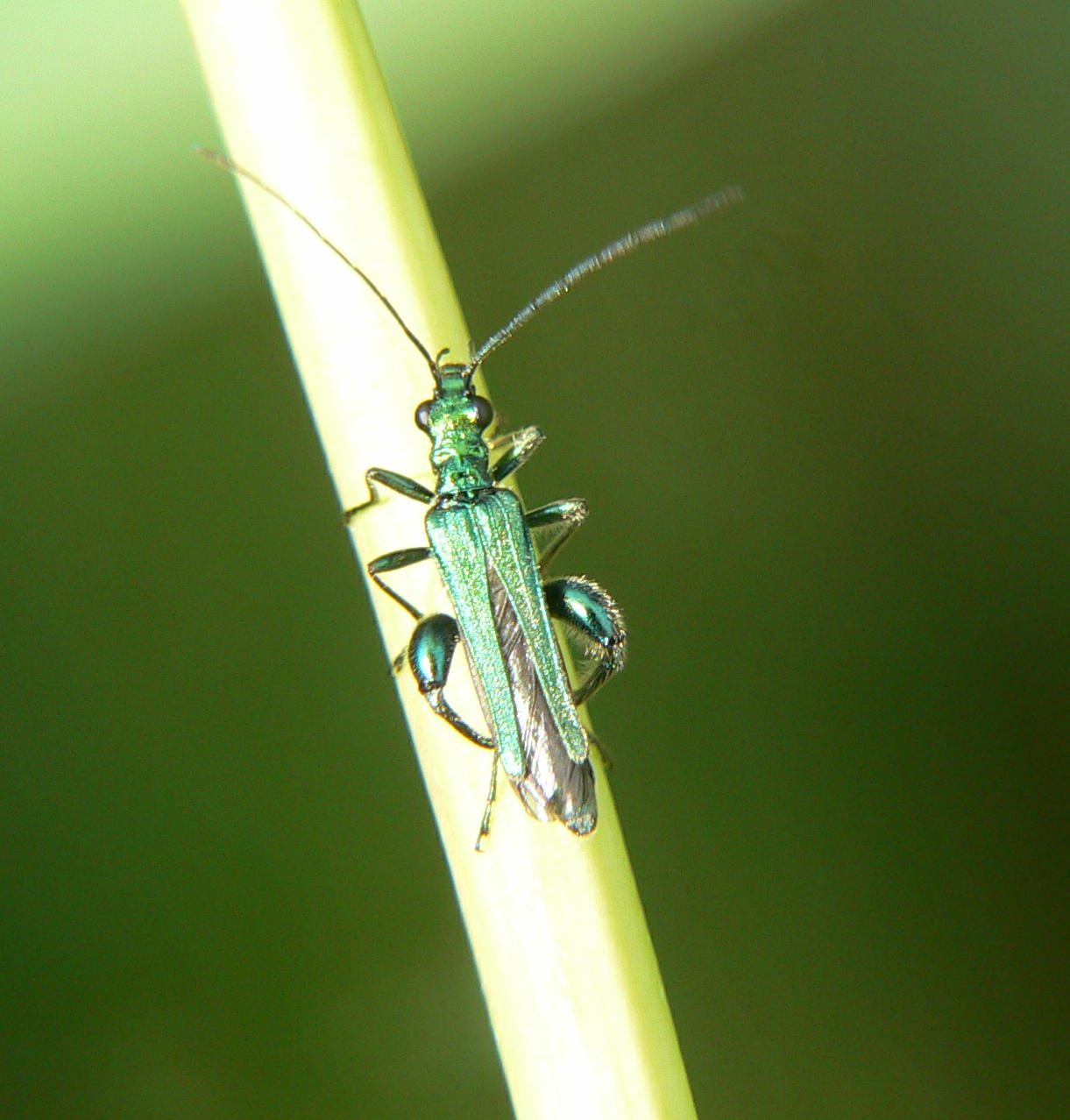 Oedemera nobilis di Segrate