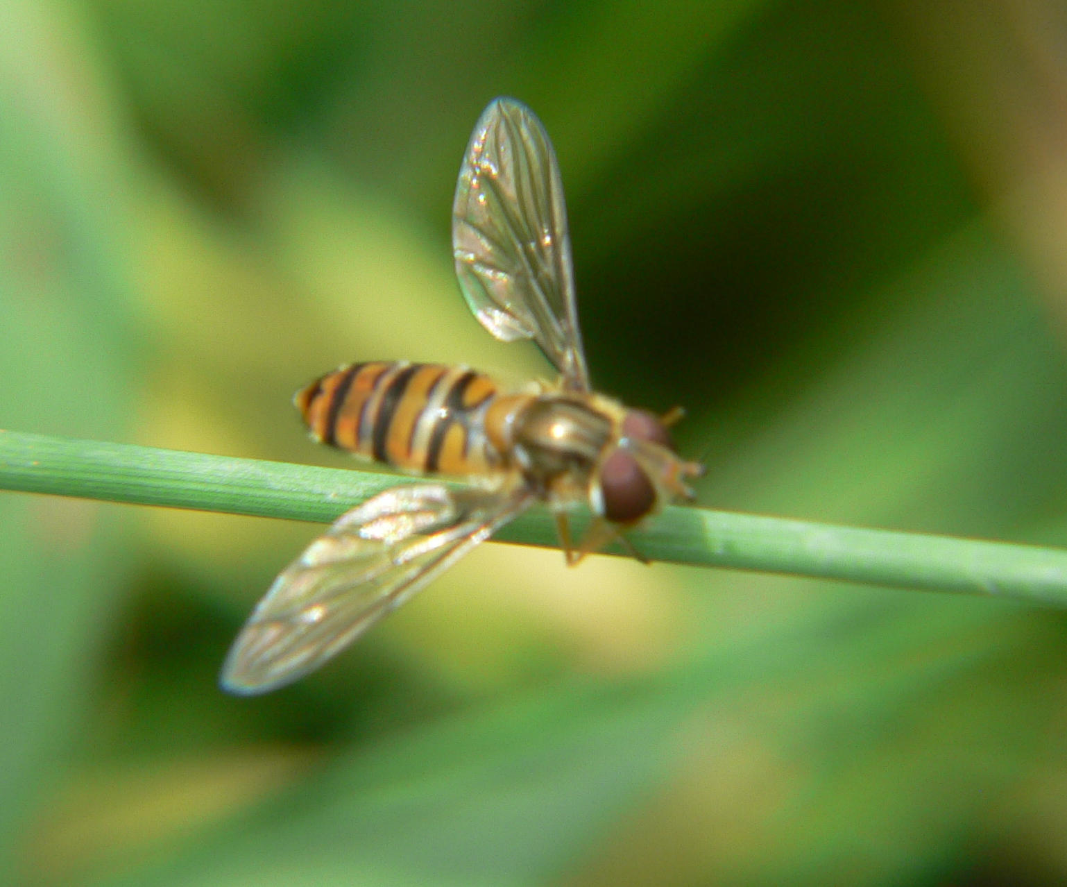 Episyrphus balteatus (Syrphidae)