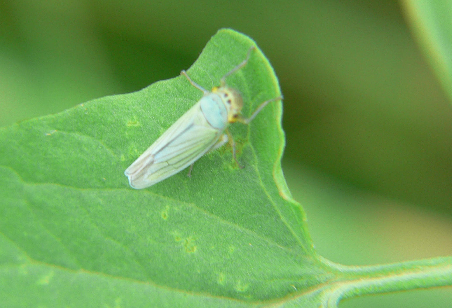 Cicadella viridis