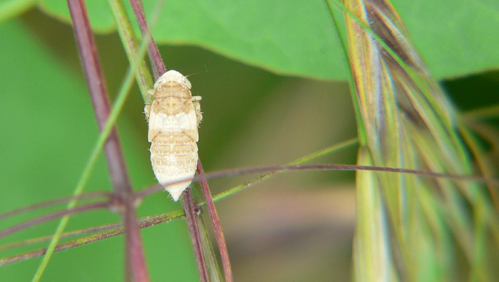 Ninfa di cicadellide