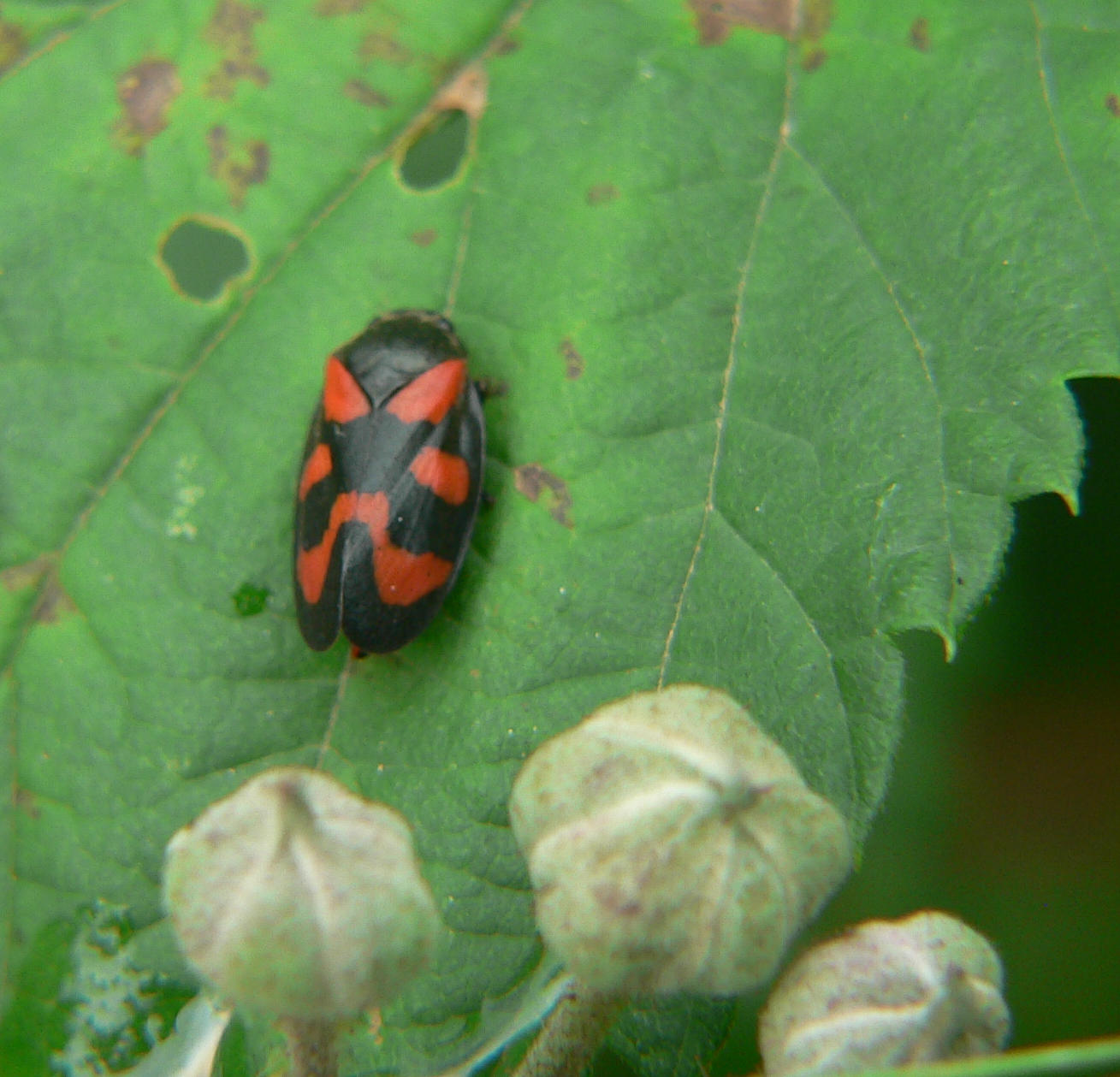 Cercopis vulnerata