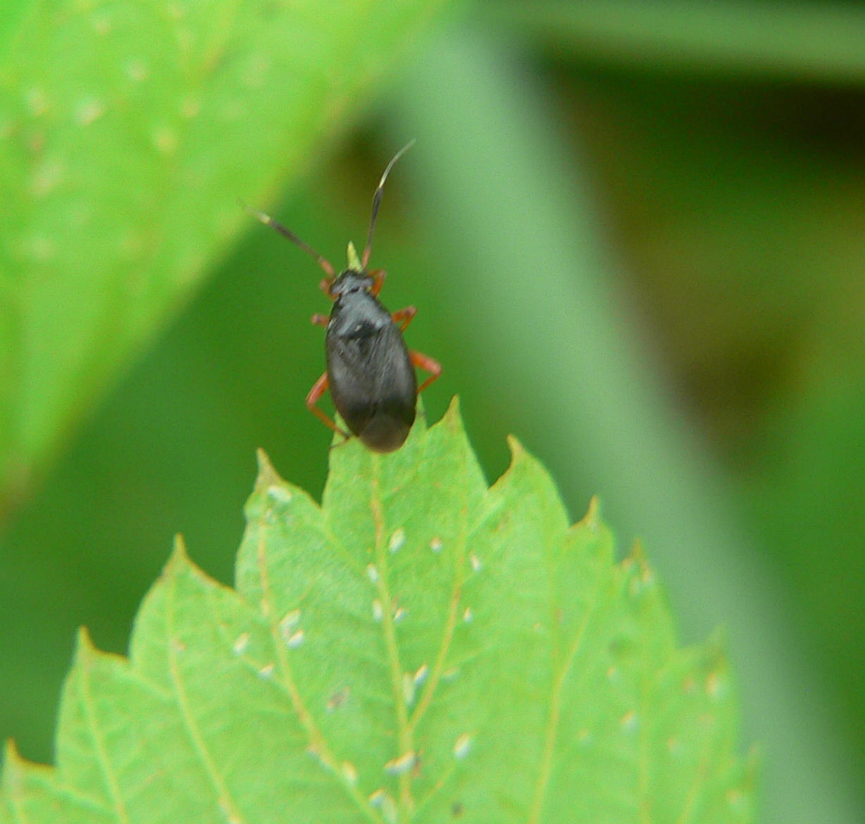 Un Miridae: Capsus ater (Linnaeus, 1758)