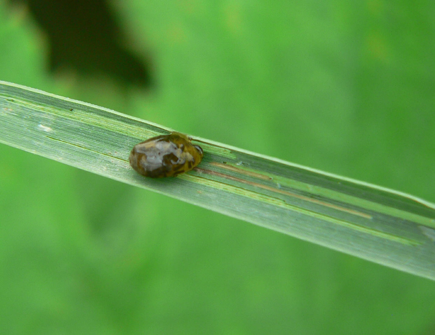 larva di Philaenus spumarius ?