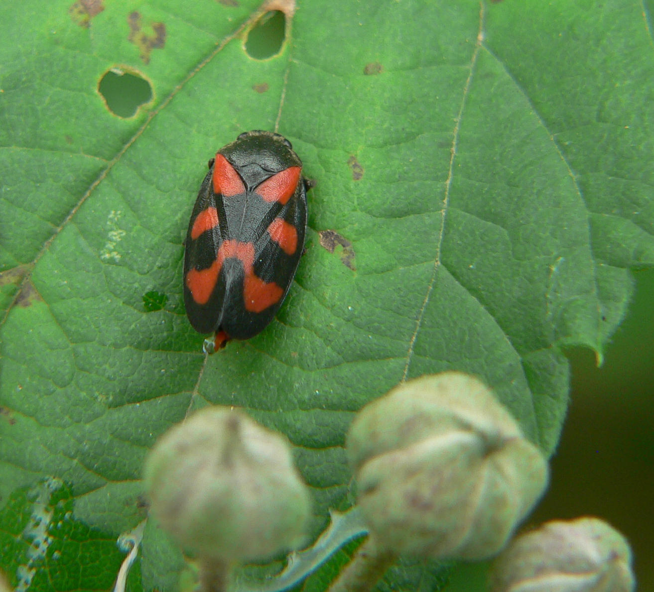 Cercopis vulnerata