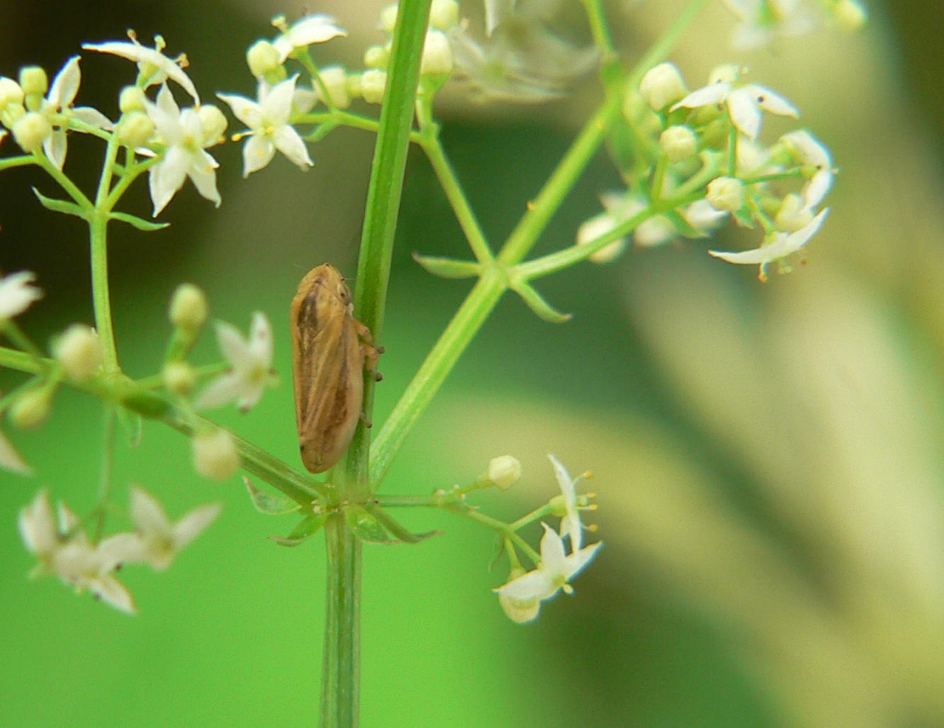 Philaenus spumarius ?