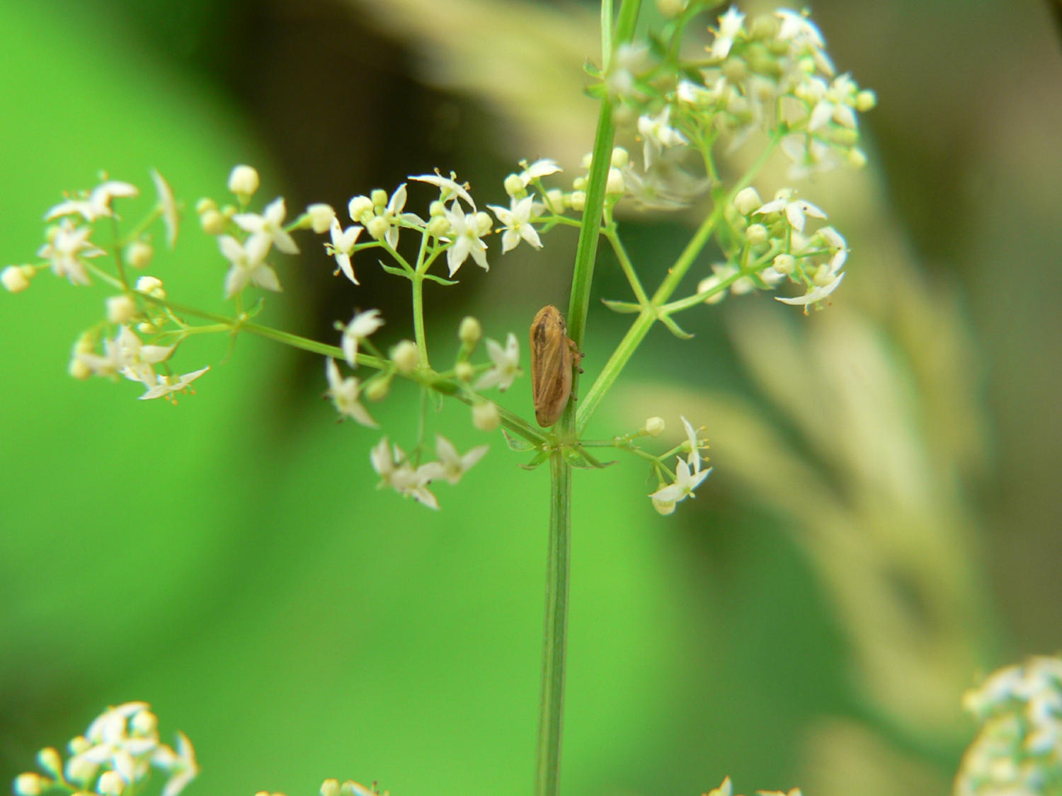 Philauneus spumarius