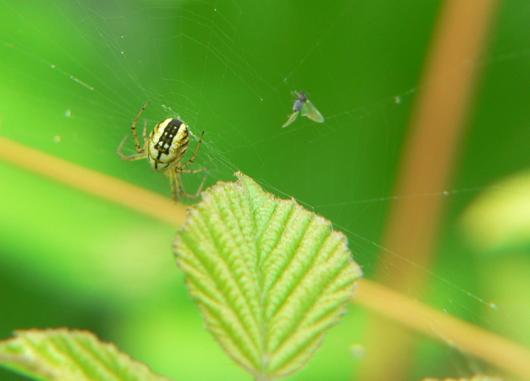 Mangora acalypha